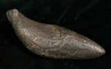 Fossil Sperm Whale Tooth - Georgia #5009-1